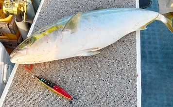 無風ベタナギのオフショアジギングでワラサ浮上【愛知・師崎沖】鳥山を追って2匹手中