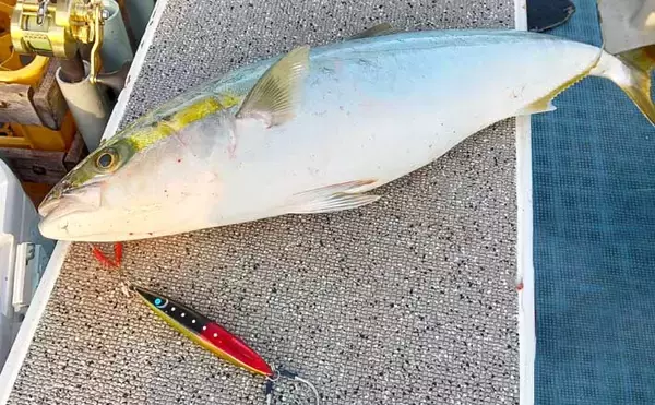 無風ベタナギのオフショアジギングでワラサ浮上【愛知・師崎沖】鳥山を追って2匹手中