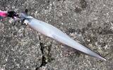 「「イカ釣りでも遠投は正義か？」陸っぱりヤリイカ釣りで遠投仕掛けが的中！【福井】」の画像1