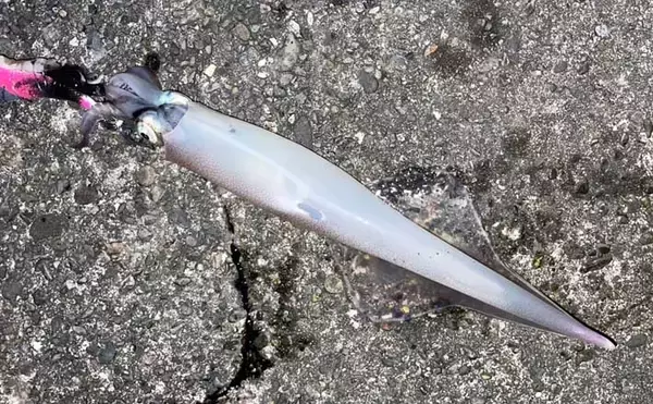 「イカ釣りでも遠投は正義か？」陸っぱりヤリイカ釣りで遠投仕掛けが的中！【福井】