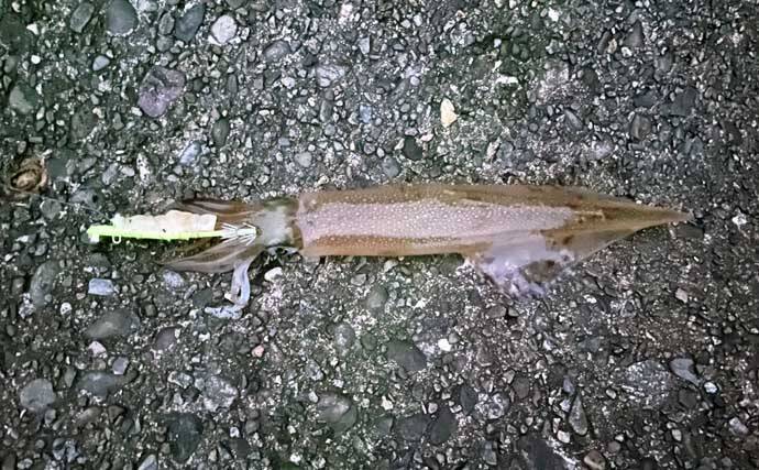 「イカ釣りでも遠投は正義か？」陸っぱりヤリイカ釣りで遠投仕掛けが的中！【福井】