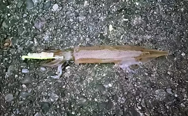 「「イカ釣りでも遠投は正義か？」陸っぱりヤリイカ釣りで遠投仕掛けが的中！【福井】」の画像
