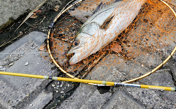 ガソリン価格急騰で釣り人のサイフと釣果も大ピンチ！ 今すぐ出来る対策3選とは？