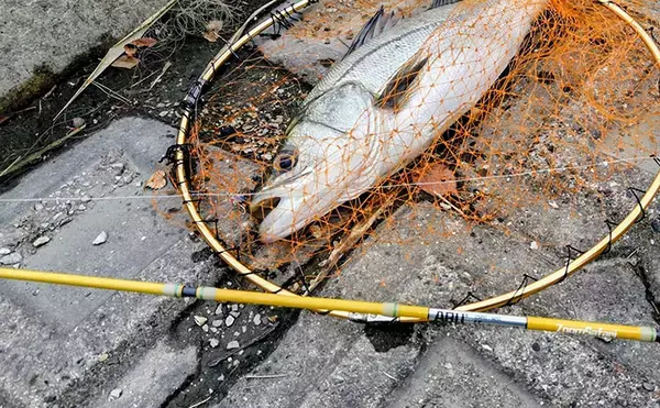 「ガソリン価格急騰で釣り人のサイフと釣果も大ピンチ！ 今すぐ出来る対策3選とは？」の画像