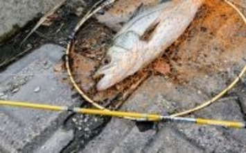 ガソリン価格急騰で釣り人のサイフと釣果も大ピンチ！ 今すぐ出来る対策3選とは？