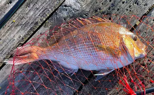 海釣り初心者が海上釣り堀でマダイにイサキ手中【三重・傳八屋】自作エサが奏功？