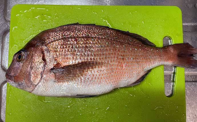 海釣り初心者が海上釣り堀でマダイにイサキ手中【三重・傳八屋】自作エサが奏功？