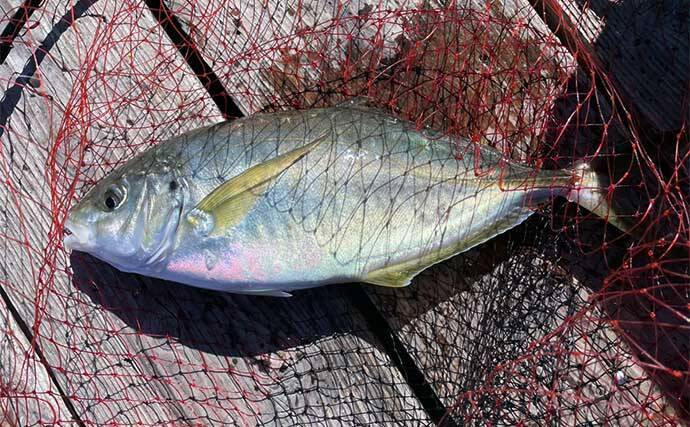 海釣り初心者が海上釣り堀でマダイにイサキ手中【三重・傳八屋】自作エサが奏功？