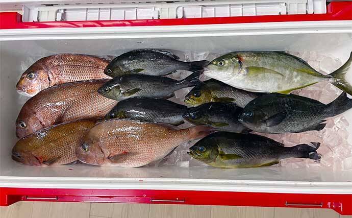 海釣り初心者が海上釣り堀でマダイにイサキ手中【三重・傳八屋】自作エサが奏功？