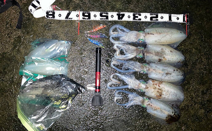 鍋田浜のエギングで良型アオリイカ8杯手中【静岡・伊豆】水温高めで高活性か