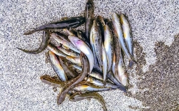 「秋晴れの運河でハゼ連発!」霞ケ浦緑地公園のちょい投げ釣りで32匹手中【三重】