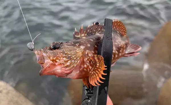 「真冬の澄みきった潮は魚が釣れない？　そんな時は穴釣りを試してみよう」の画像