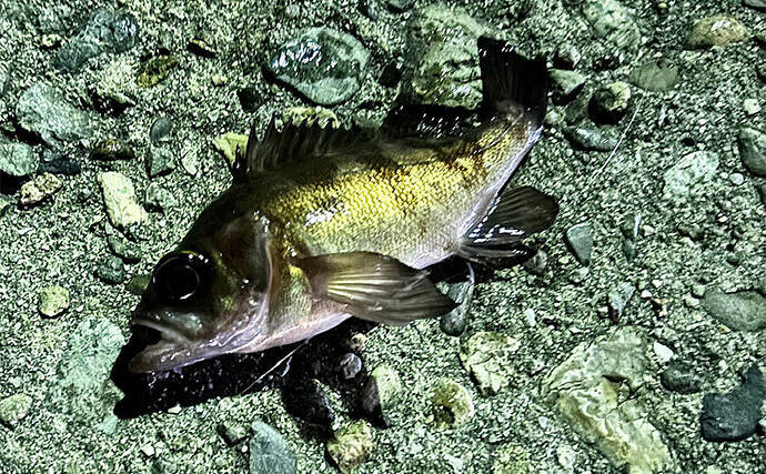 真冬の澄みきった潮は魚が釣れない？　そんな時は穴釣りを試してみよう