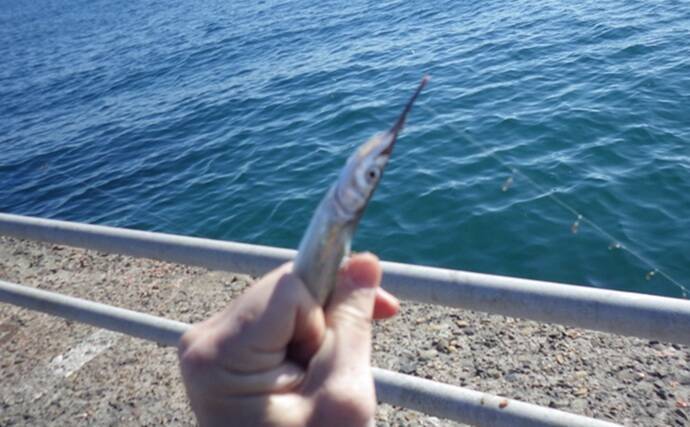 『鹿島港海釣園』でのサヨリ釣りで大苦戦　仕掛けのセレクトが運命を分ける？