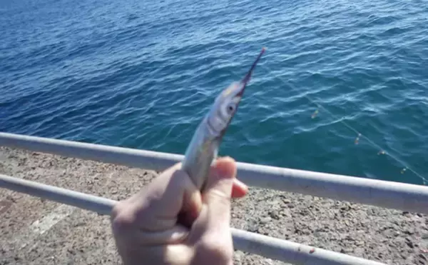 「『鹿島港海釣園』でのサヨリ釣りで大苦戦　仕掛けのセレクトが運命を分ける？」の画像