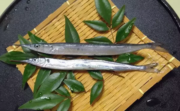 「『鹿島港海釣園』でのサヨリ釣りで大苦戦　仕掛けのセレクトが運命を分ける？」の画像