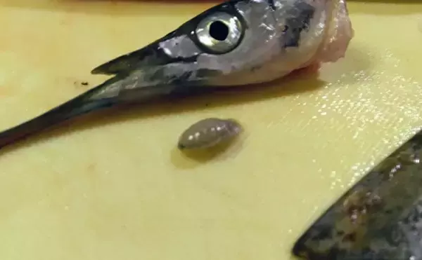 「『鹿島港海釣園』でのサヨリ釣りで大苦戦　仕掛けのセレクトが運命を分ける？」の画像