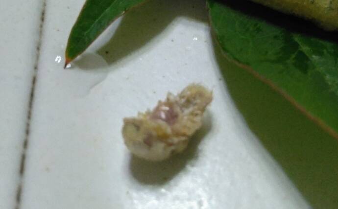 『鹿島港海釣園』でのサヨリ釣りで大苦戦　仕掛けのセレクトが運命を分ける？