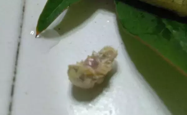 「『鹿島港海釣園』でのサヨリ釣りで大苦戦　仕掛けのセレクトが運命を分ける？」の画像