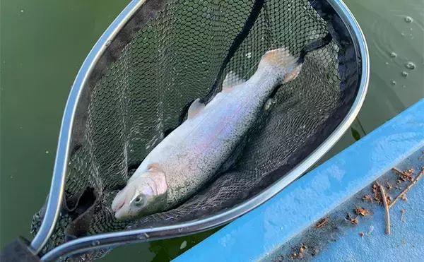「プールフィッシングで良型ニジマスを連打【しらこばと水上公園】フライで挑戦」の画像