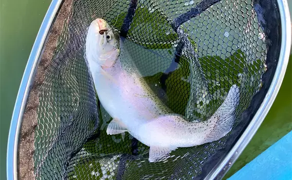 「プールフィッシングで良型ニジマスを連打【しらこばと水上公園】フライで挑戦」の画像