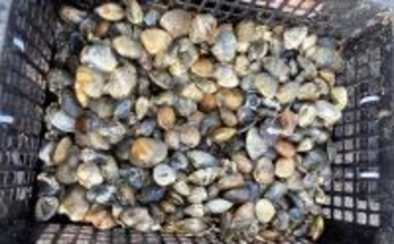 最低気温0度の中でもアサリを続々発見！ 無人島での潮干狩りで6kgと好スタート