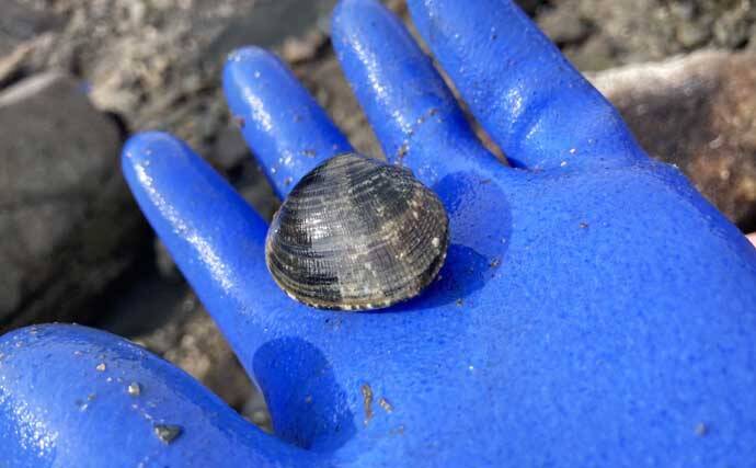 最低気温0度の中でもアサリを続々発見！ 無人島での潮干狩りで6kgと好スタート