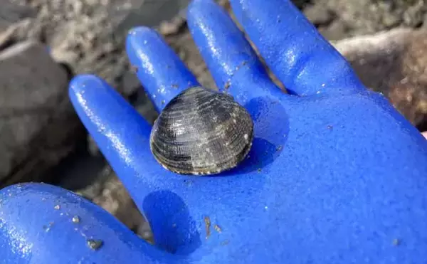 「最低気温0度の中でもアサリを続々発見！ 無人島での潮干狩りで6kgと好スタート」の画像