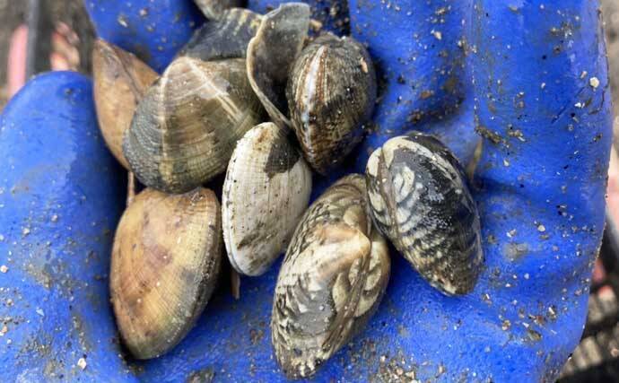 最低気温0度の中でもアサリを続々発見！ 無人島での潮干狩りで6kgと好スタート