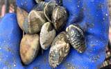 「最低気温0度の中でもアサリを続々発見！ 無人島での潮干狩りで6kgと好スタート」の画像6