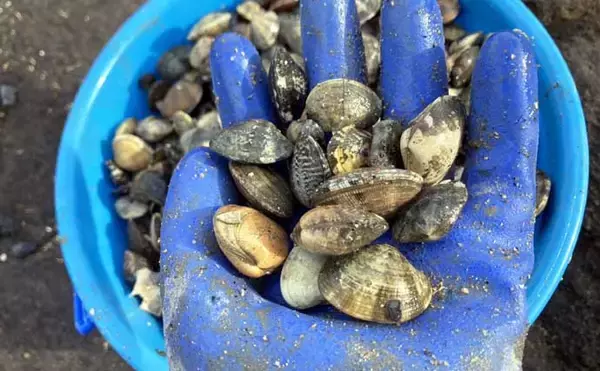 「最低気温0度の中でもアサリを続々発見！ 無人島での潮干狩りで6kgと好スタート」の画像