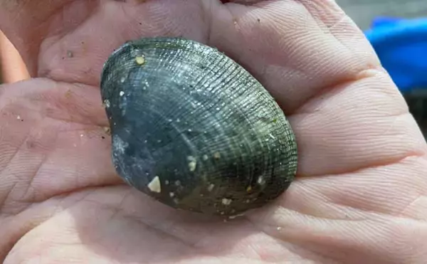 「最低気温0度の中でもアサリを続々発見！ 無人島での潮干狩りで6kgと好スタート」の画像