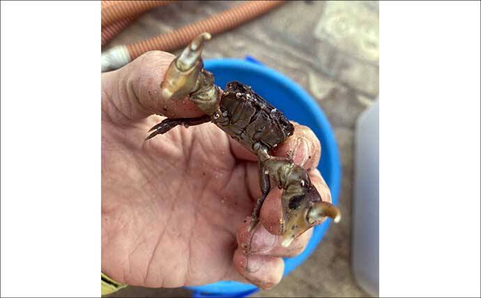 最低気温0度の中でもアサリを続々発見！ 無人島での潮干狩りで6kgと好スタート