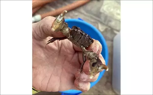 「最低気温0度の中でもアサリを続々発見！ 無人島での潮干狩りで6kgと好スタート」の画像