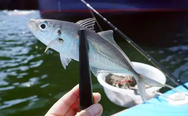 「「早起きしなくてもアジが釣れる！」東京湾の午後LTアジで数釣り堪能【一之瀬丸】」の画像