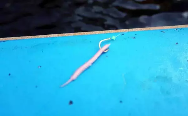 「「早起きしなくてもアジが釣れる！」東京湾の午後LTアジで数釣り堪能【一之瀬丸】」の画像