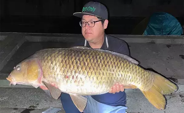 カープフィッシングで90cmオーバー巨鯉が連発　珍しいドイツ鯉も登場