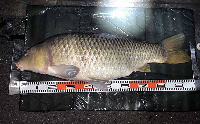 カープフィッシングで90cmオーバー巨鯉が連発　珍しいドイツ鯉も登場