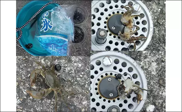 「岸和田沖一文字の落とし込み釣りで45cmカンダイ【大阪】エサは岩カニにヒット」の画像