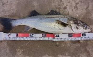 真冬のデイシーバスゲーム攻略の極意　「浅場のボトム」を狙うべし！