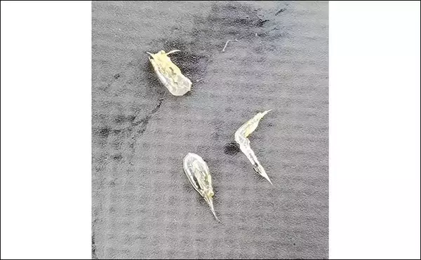 「真冬のデイシーバスゲーム攻略の極意　「浅場のボトム」を狙うべし！」の画像