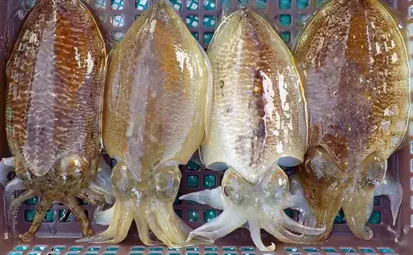 【沖釣り釣果速報】肉厚コウイカが各船で好調！竿頭11匹で入れ乗りタイムも（愛知）