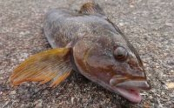 春の北海道でアイナメを狙おう！ 漁港で楽しむルアー＆ブラクリ釣り入門