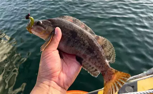 「春の北海道でアイナメを狙おう！ 漁港で楽しむルアー＆ブラクリ釣り入門」の画像