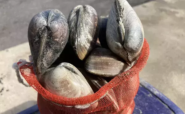 「表層の一段下を探るのがコツ！」衣崎海岸での潮干狩りでハマグリをゲット【愛知】