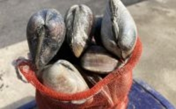 「表層の一段下を探るのがコツ！」衣崎海岸での潮干狩りでハマグリをゲット【愛知】