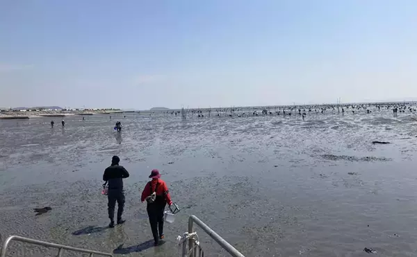 「「表層の一段下を探るのがコツ！」衣崎海岸での潮干狩りでハマグリをゲット【愛知】」の画像