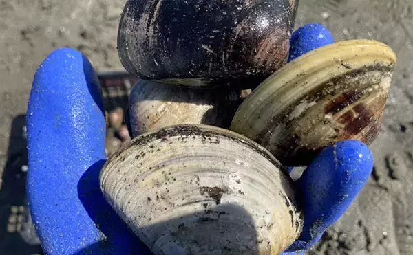 「「表層の一段下を探るのがコツ！」衣崎海岸での潮干狩りでハマグリをゲット【愛知】」の画像