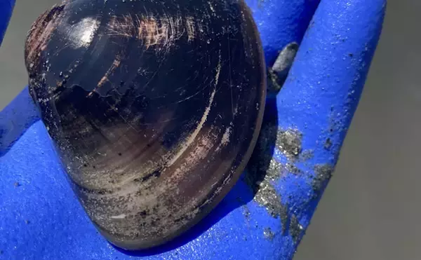 「「表層の一段下を探るのがコツ！」衣崎海岸での潮干狩りでハマグリをゲット【愛知】」の画像