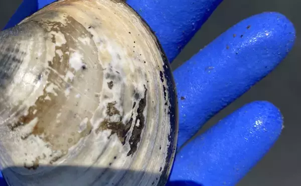 「「表層の一段下を探るのがコツ！」衣崎海岸での潮干狩りでハマグリをゲット【愛知】」の画像